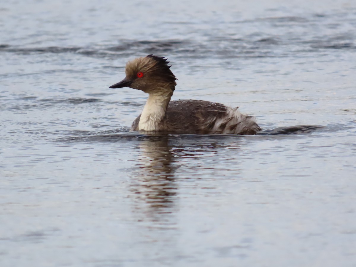 Silvery Grebe - ML614198631