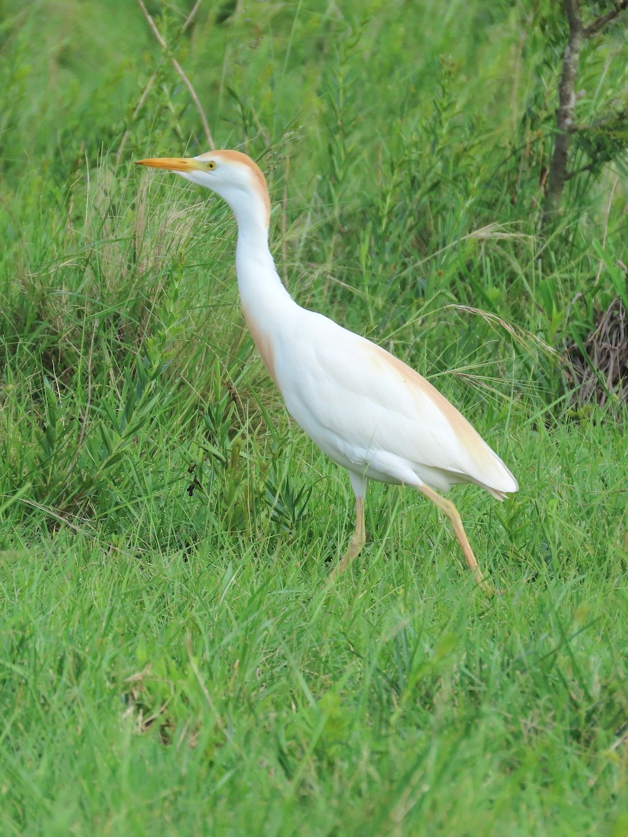 Western Cattle-Egret - ML614198640