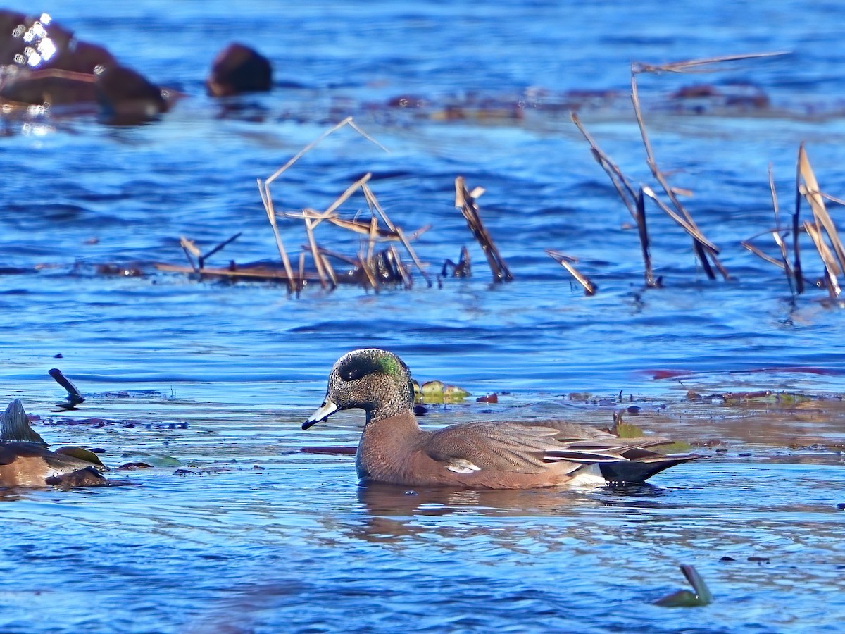 Canard d'Amérique - ML614198653