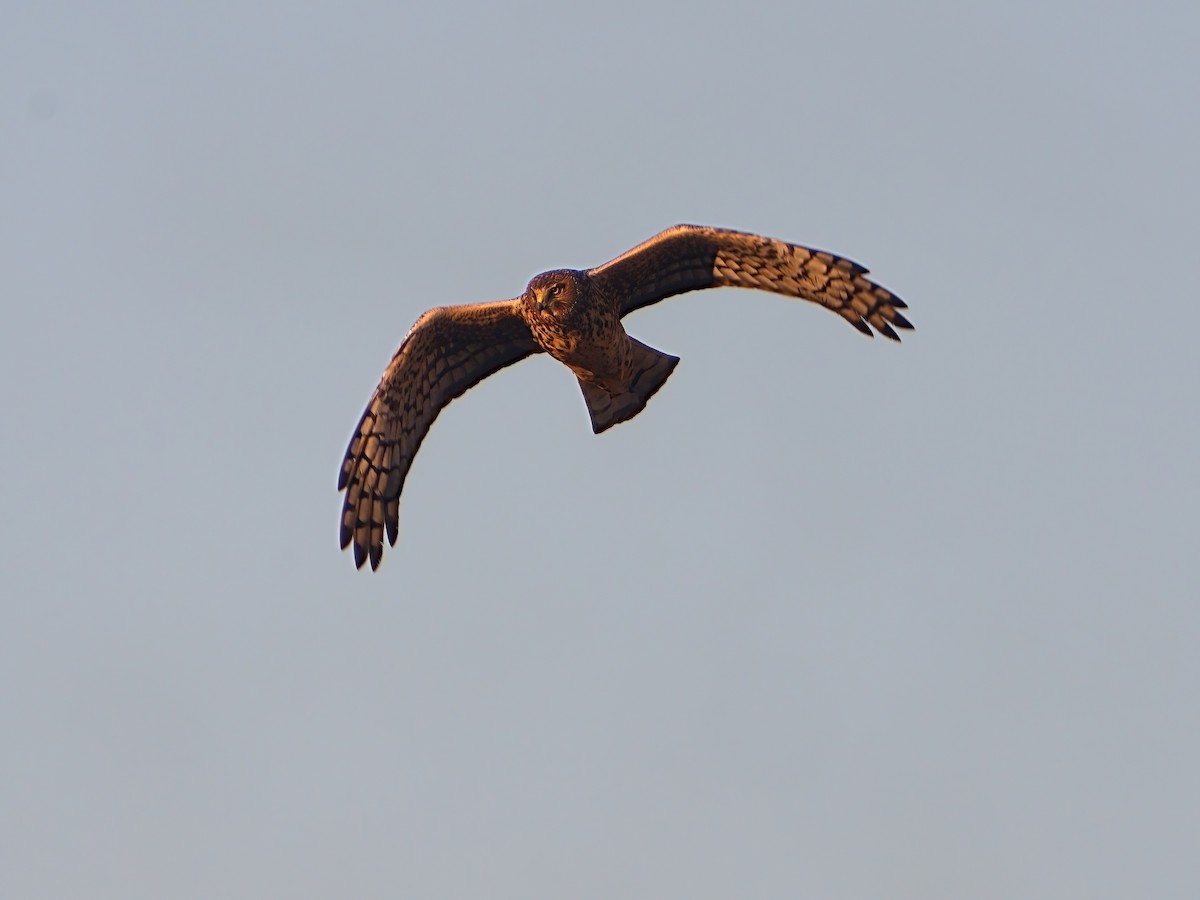 Northern Harrier - ML614198860