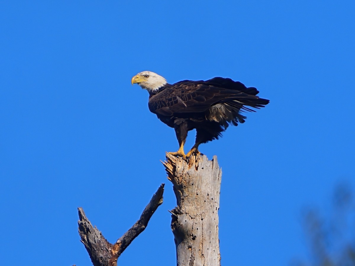 Bald Eagle - ML614198884