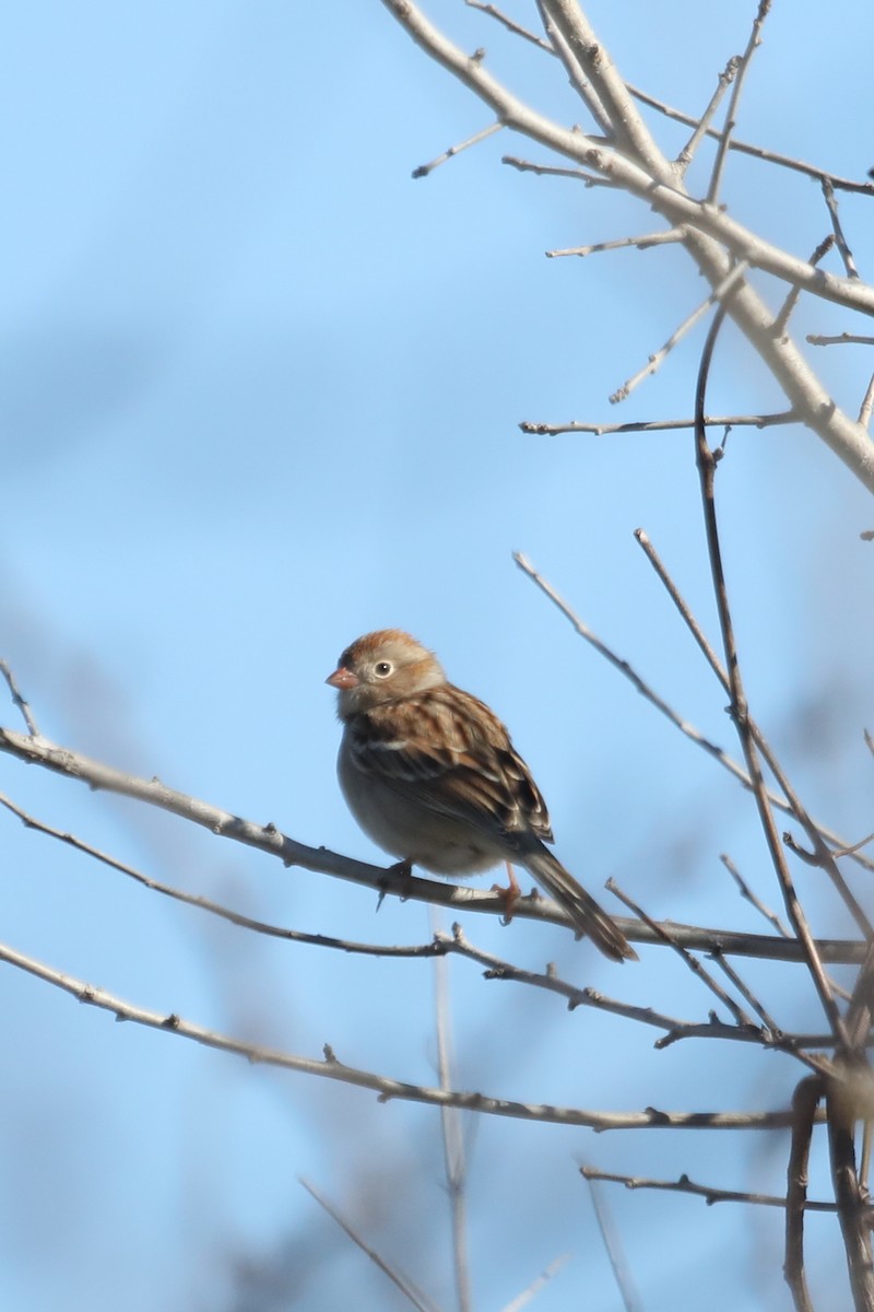 Field Sparrow - ML614198911