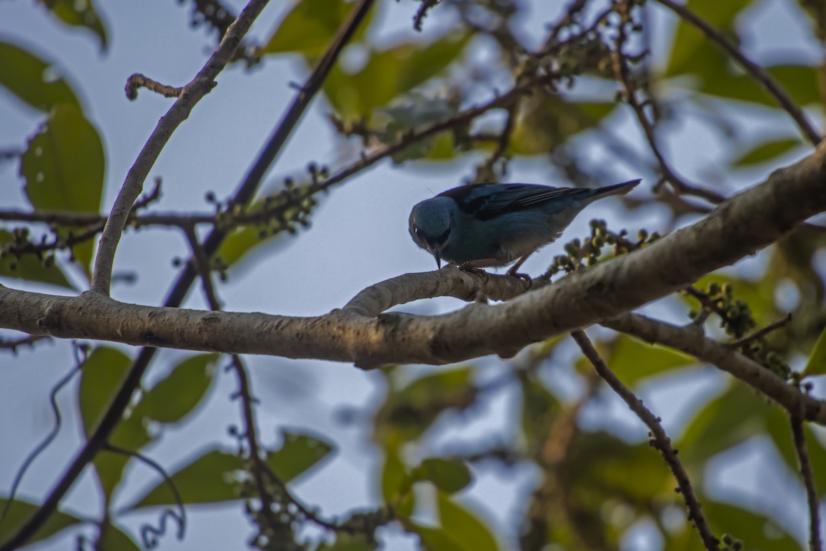 Blue Dacnis - Antonio Rodriguez-Sinovas