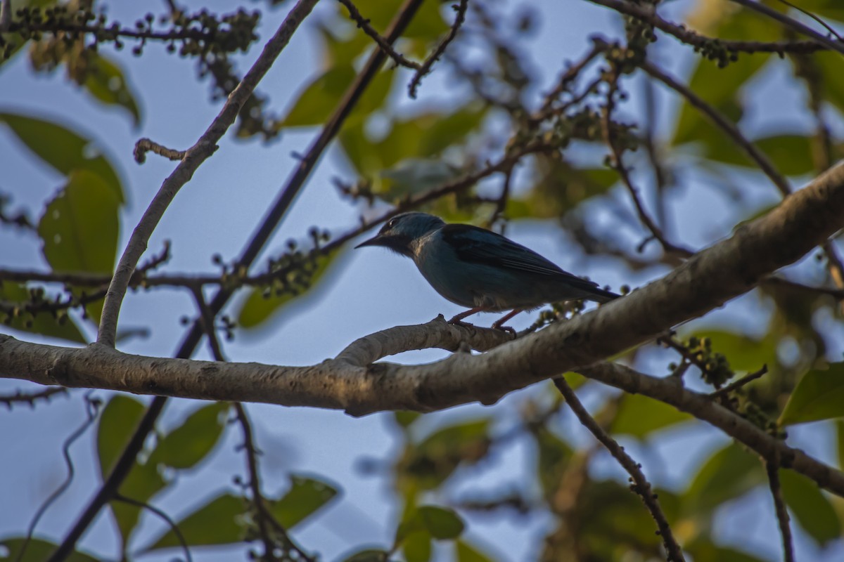 Blue Dacnis - Antonio Rodriguez-Sinovas
