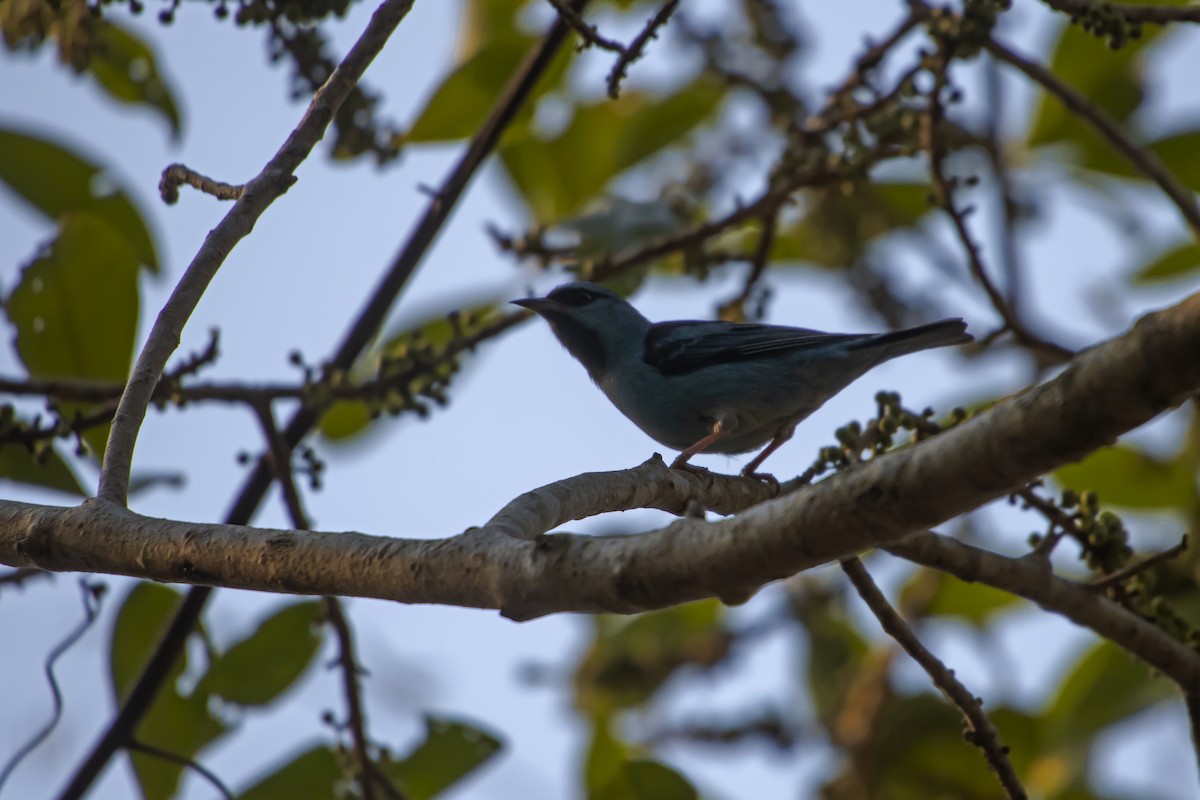 Blue Dacnis - Antonio Rodriguez-Sinovas