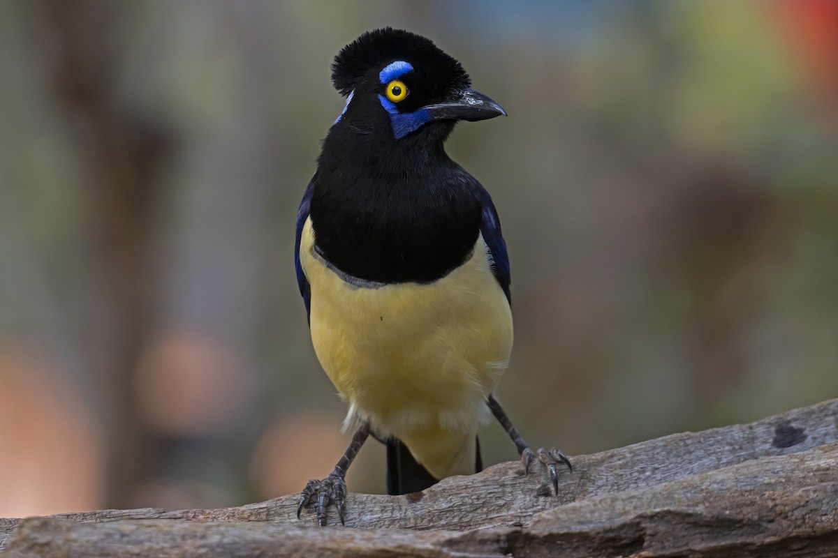Plush-crested Jay - Antonio Rodriguez-Sinovas