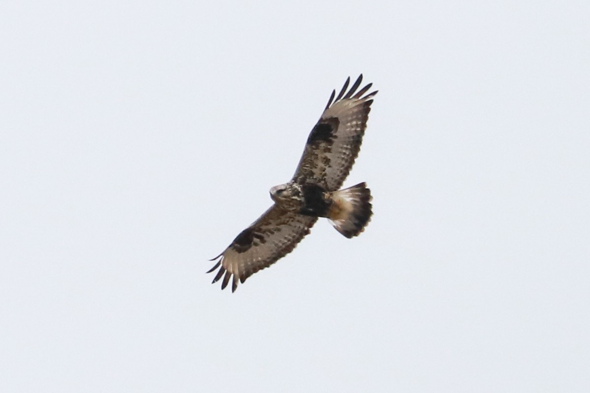 Rough-legged Hawk - ML614198997