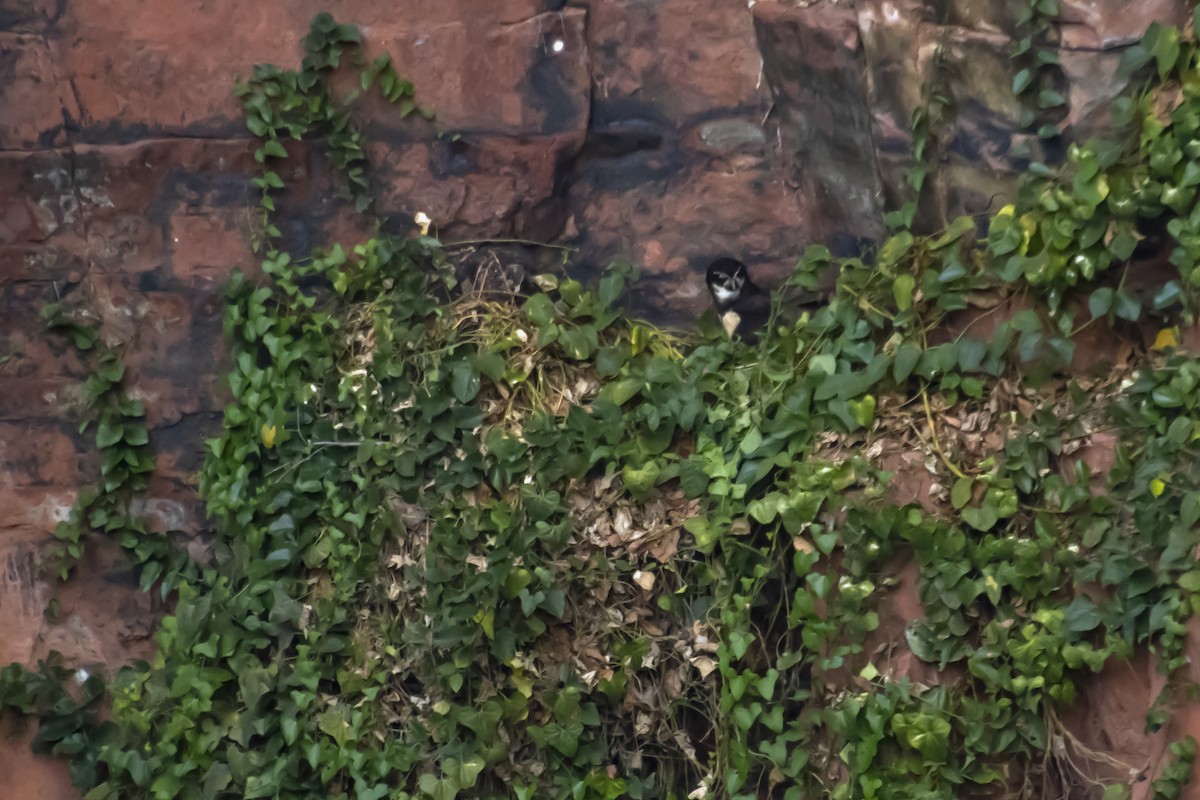 Spectacled Owl - Antonio Rodriguez-Sinovas