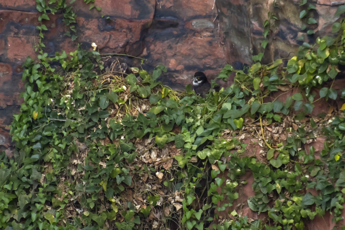 Spectacled Owl - Antonio Rodriguez-Sinovas