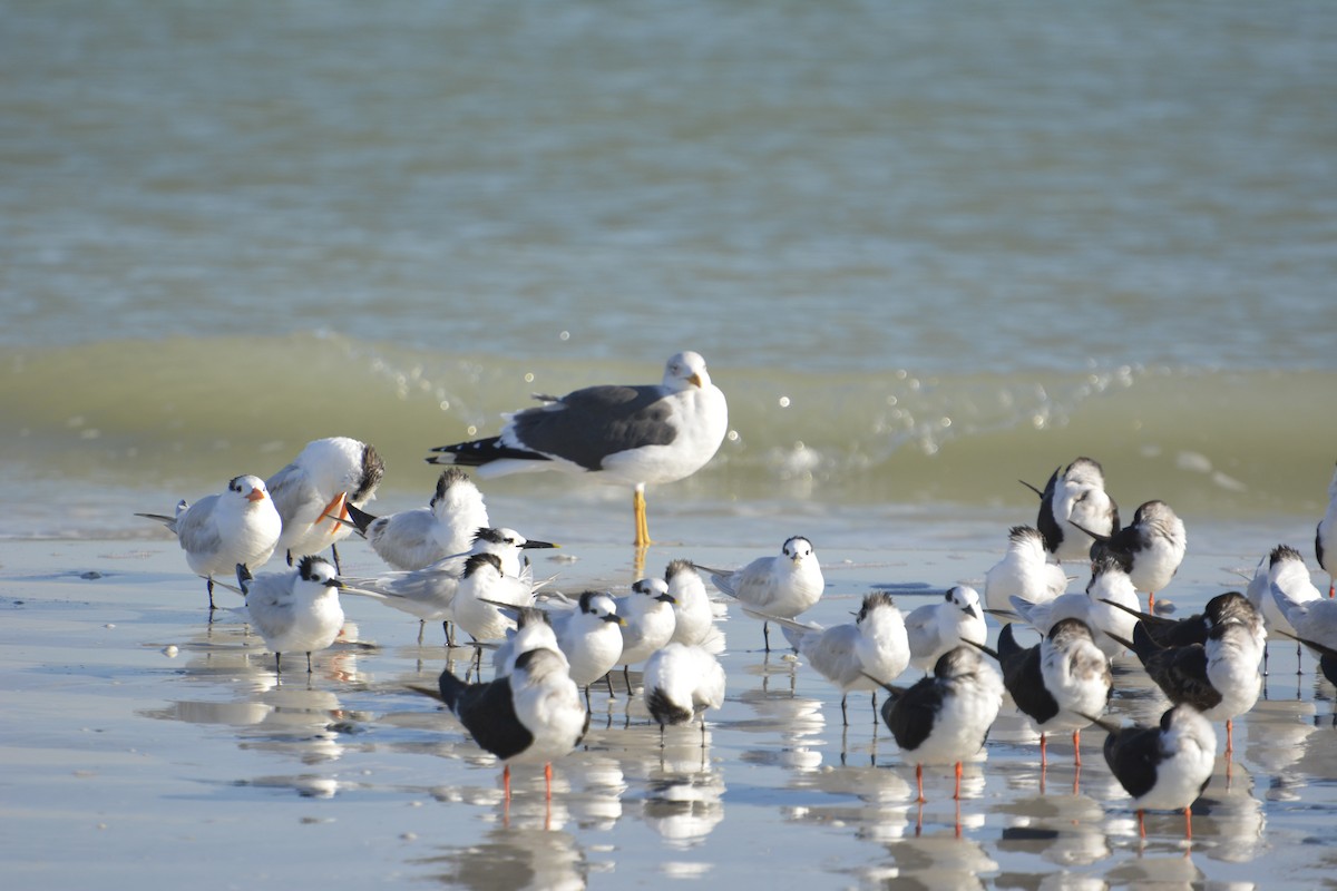 Lesser Black-backed Gull - ML614199023