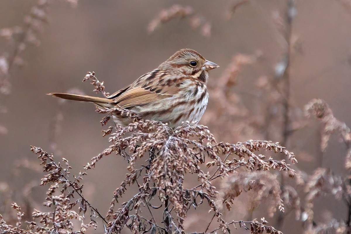 Song Sparrow - ML614199067