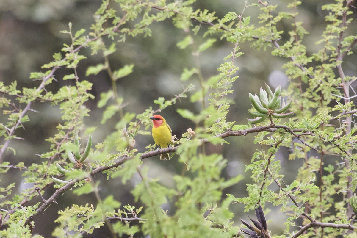 Red-headed Tanager - ML614199107