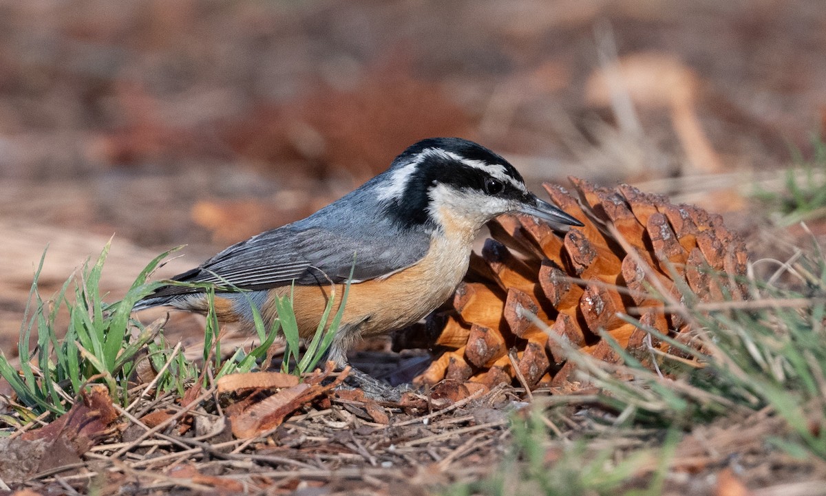 Red-breasted Nuthatch - Cynthia  Case
