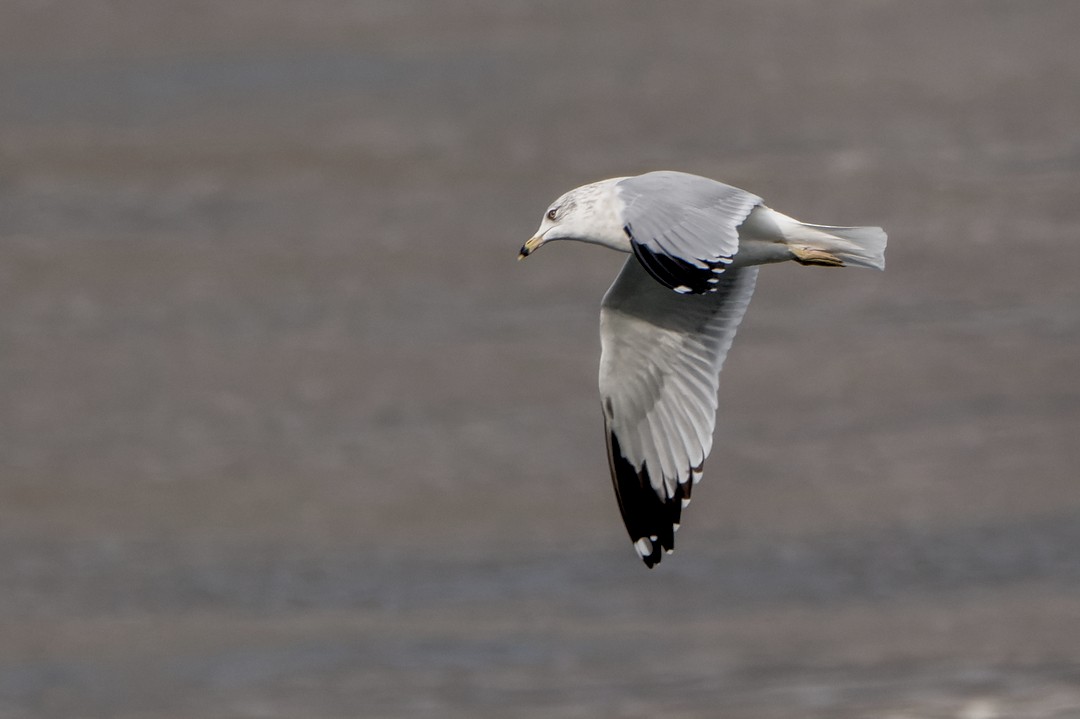 Ring-billed Gull - ML614199129