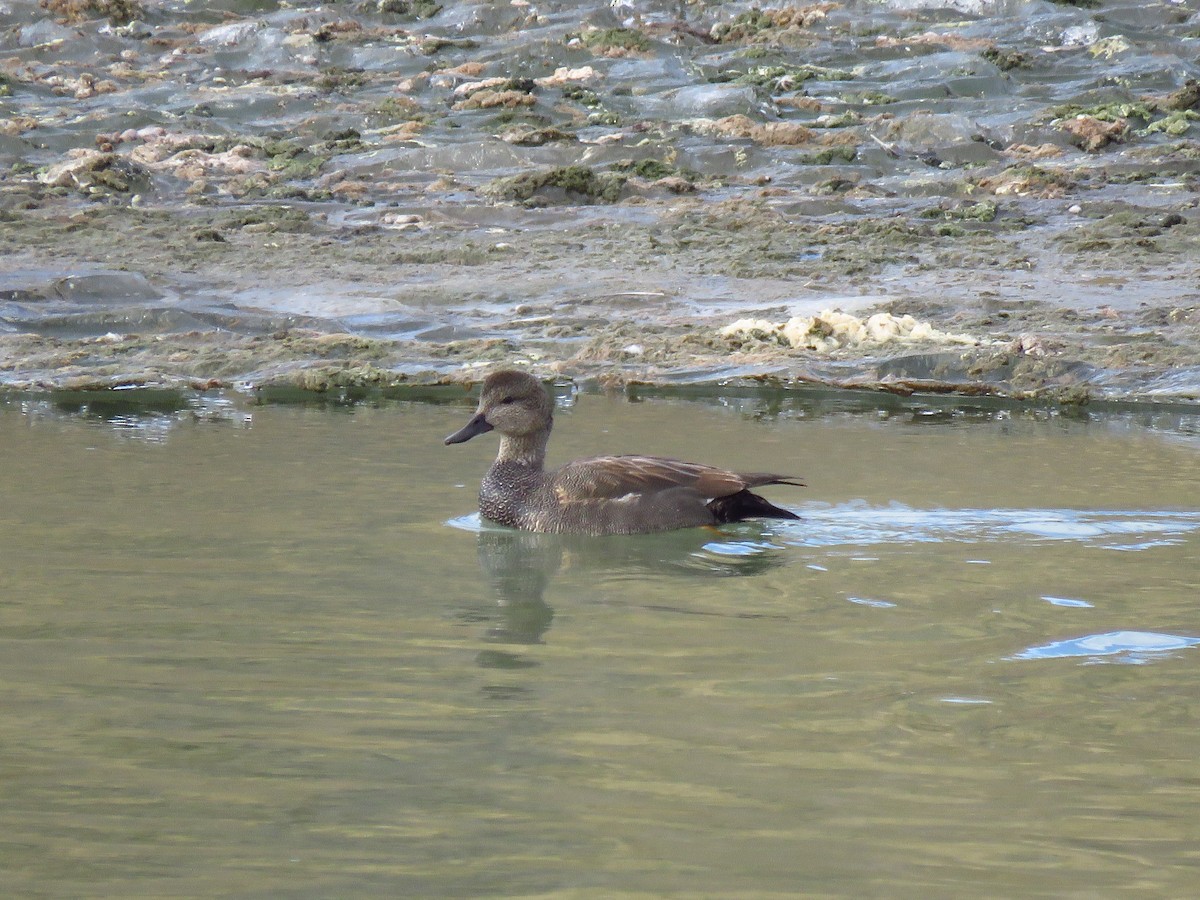 Gadwall - ML614199211