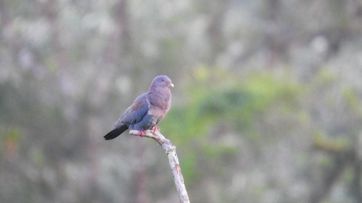 Pigeon à bec rouge - ML614199221