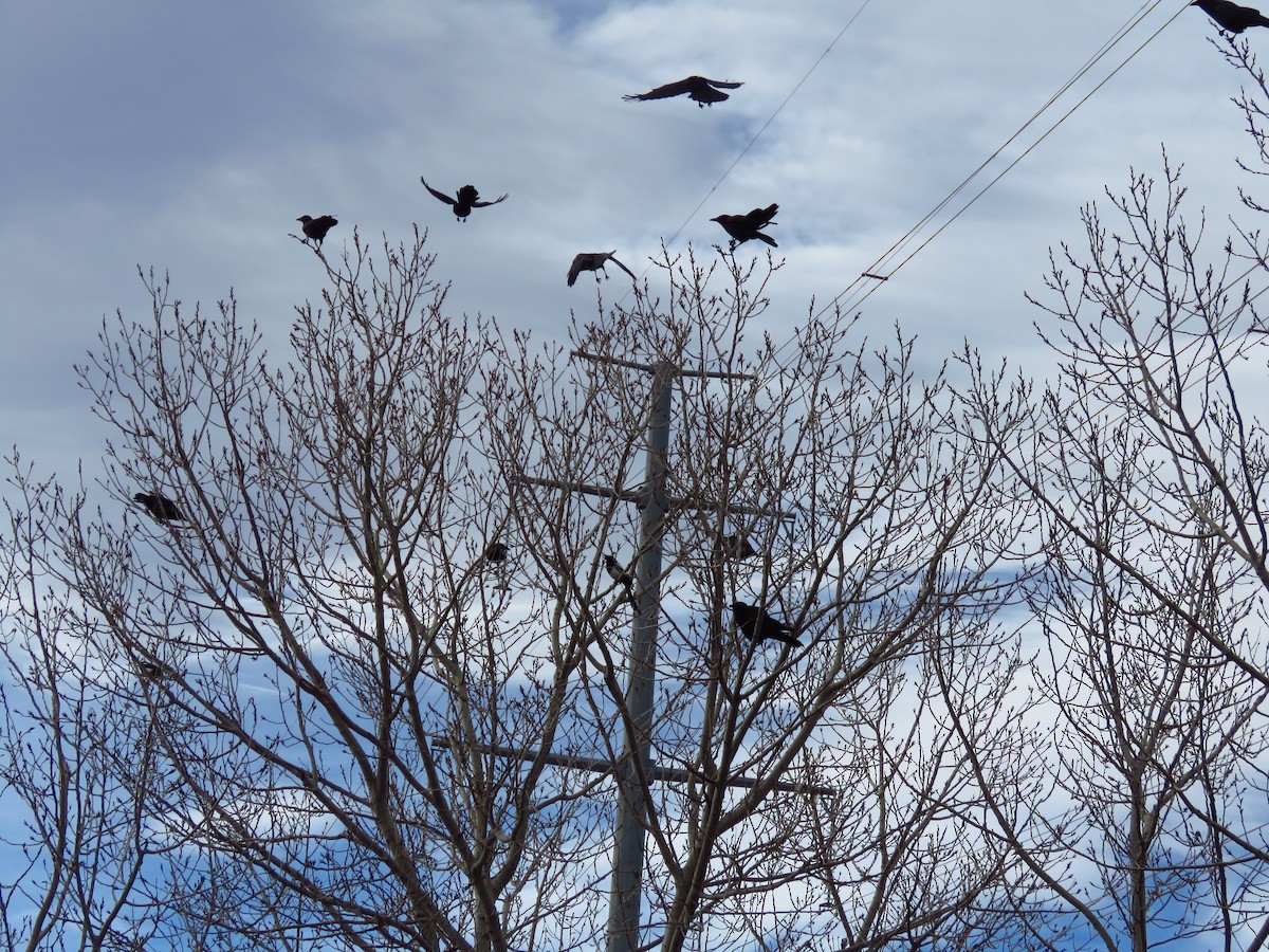 American Crow - ML614199237