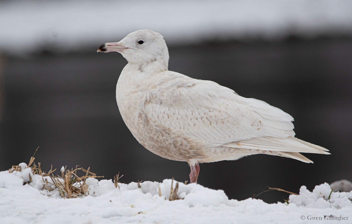 Glaucous Gull - ML614199260