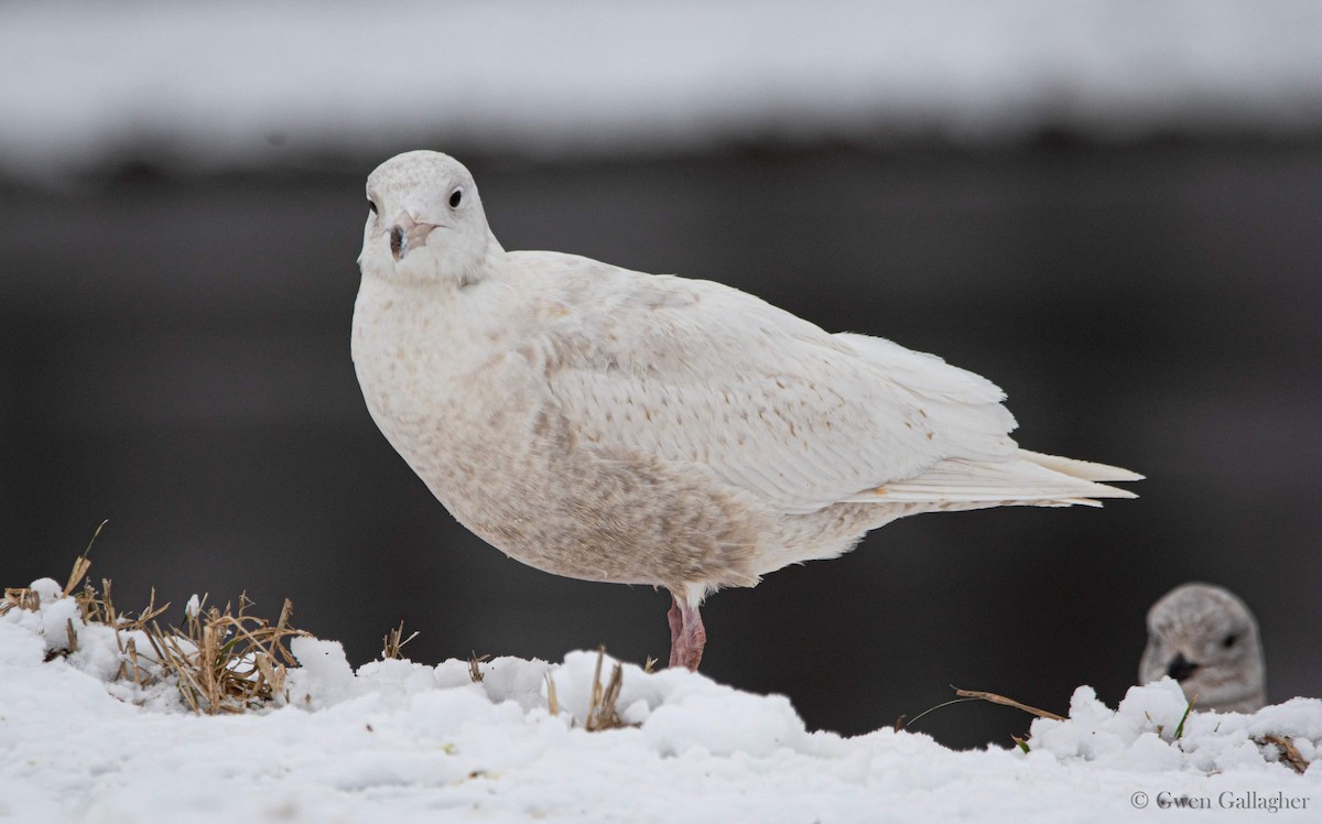 Glaucous Gull - ML614199261