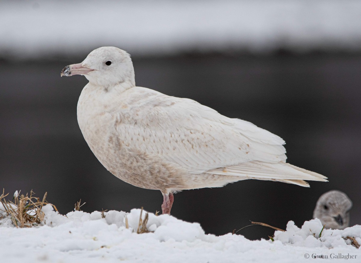 Glaucous Gull - ML614199262