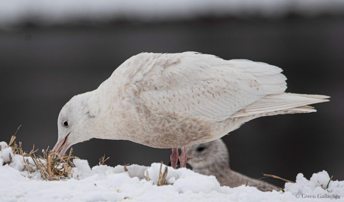 Glaucous Gull - ML614199263