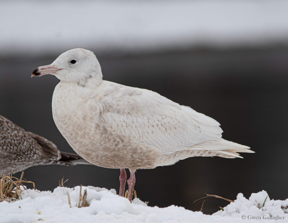 Glaucous Gull - ML614199264