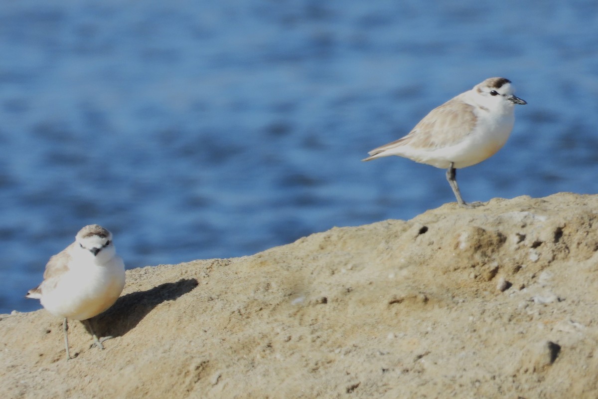 White-fronted Plover - ML614199335