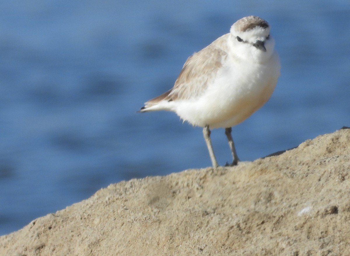 White-fronted Plover - ML614199339