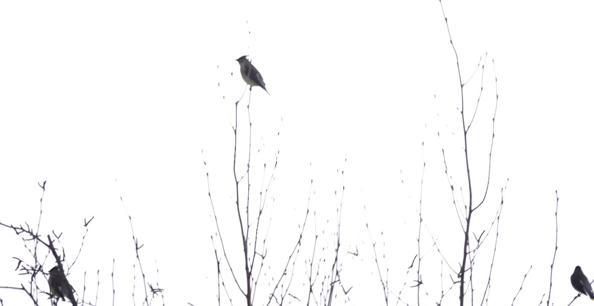 Cedar Waxwing - ML614199395