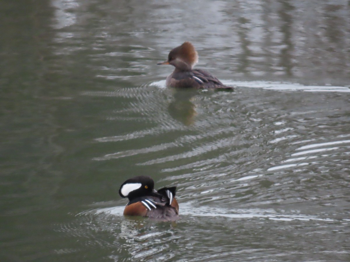 Hooded Merganser - ML614199400