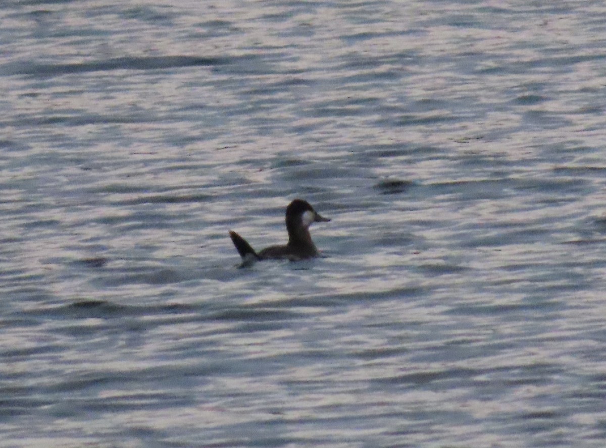 Ruddy Duck - Sandy Morrissey