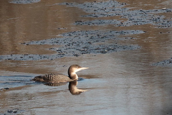 Common Loon - ML614199467