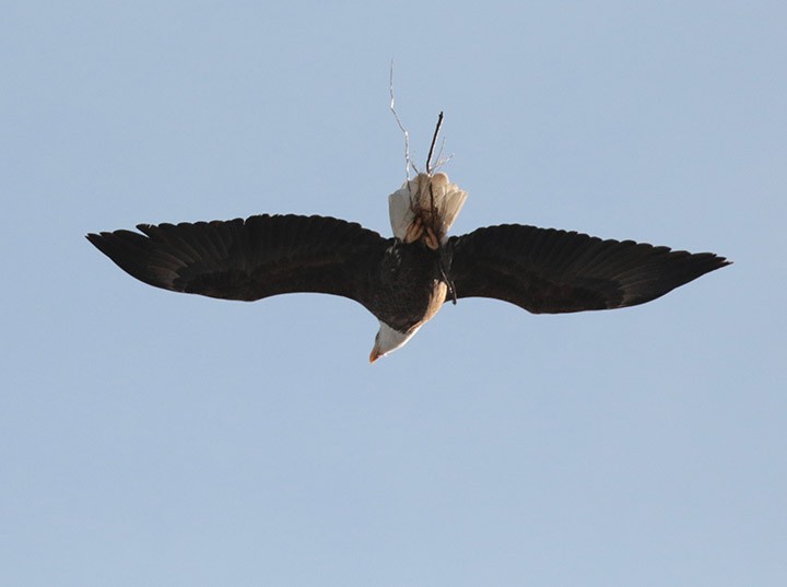 Bald Eagle - ML614199469