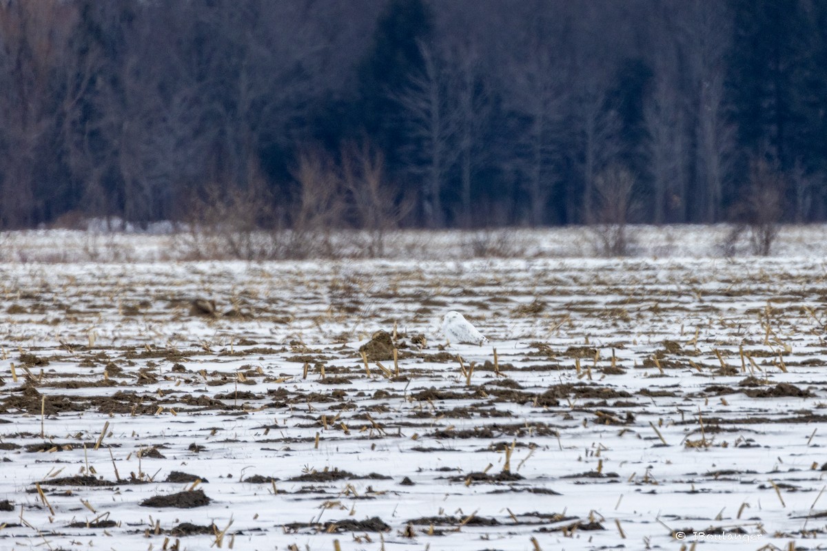 Snowy Owl - ML614199490