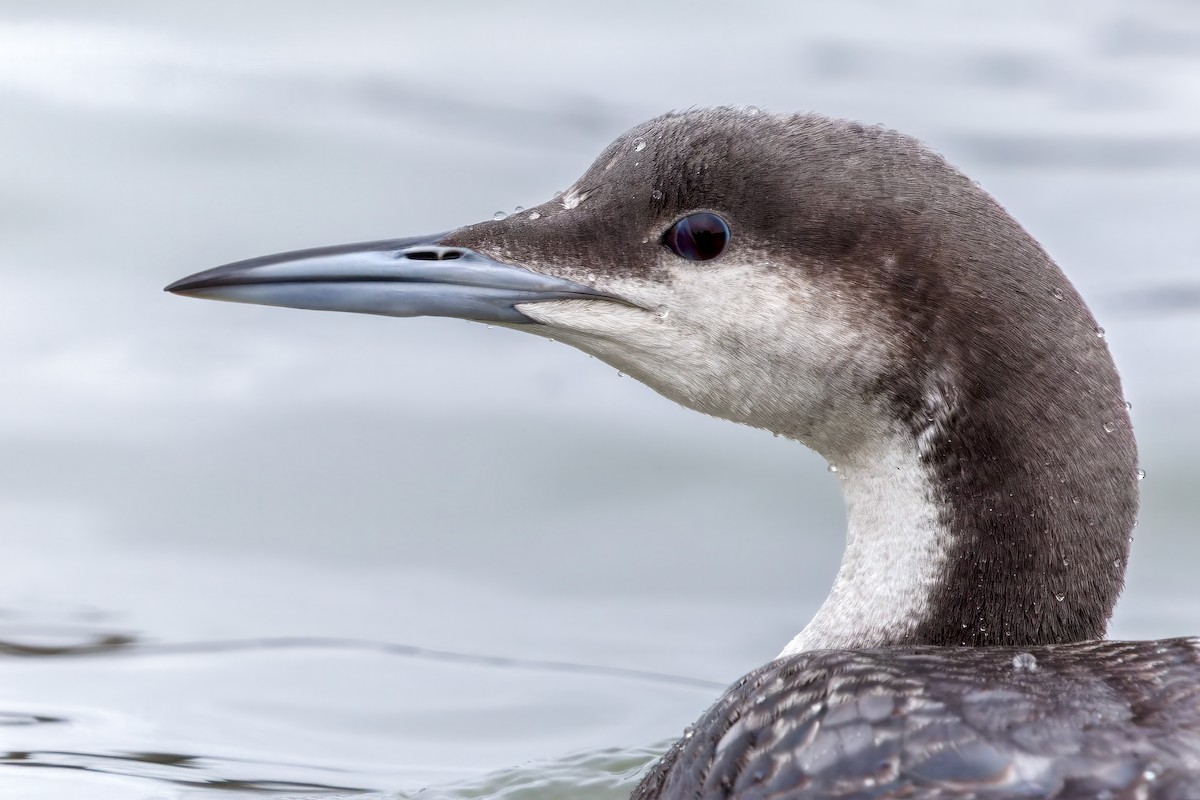 Arctic Loon - ML614199576