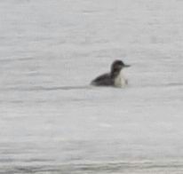 Red-throated Loon - Conrad Dark