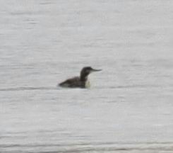 Red-throated Loon - Conrad Dark