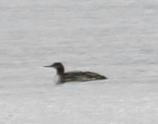 Red-throated Loon - Conrad Dark