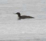 Red-throated Loon - Conrad Dark