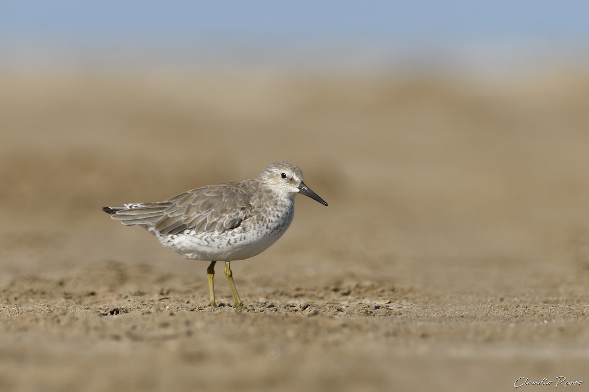 Red Knot - Claudio Rosso