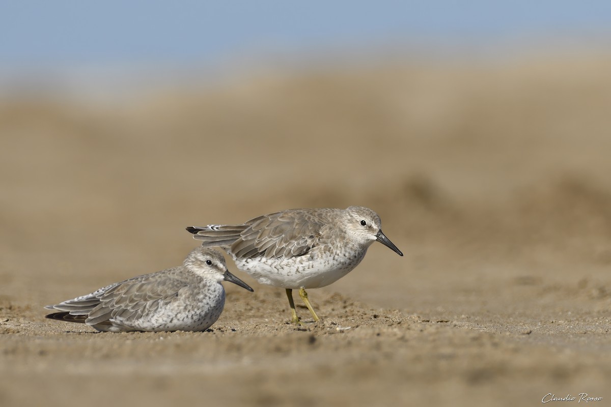 Red Knot - ML614199618
