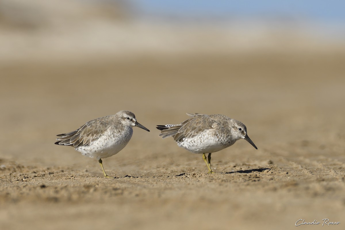 Red Knot - ML614199619