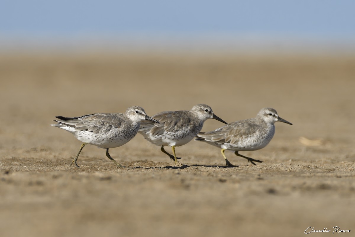 Red Knot - ML614199620