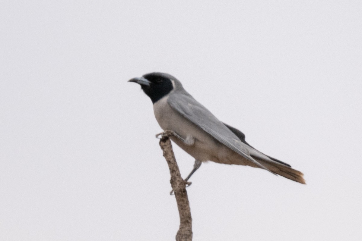 Masked Woodswallow - Ross Bartholomew