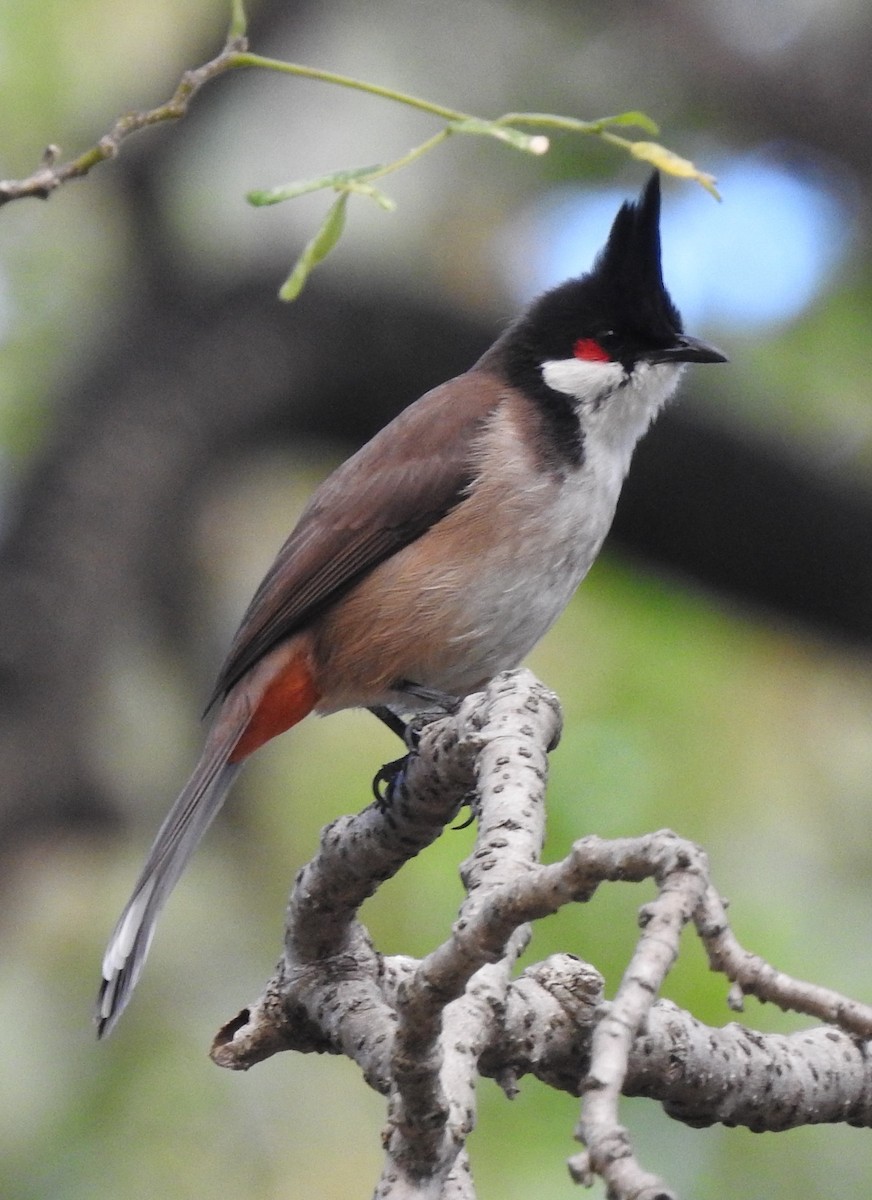 bulbul červenouchý - ML614199786