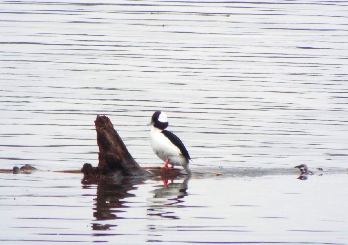 Bufflehead - ML614199789