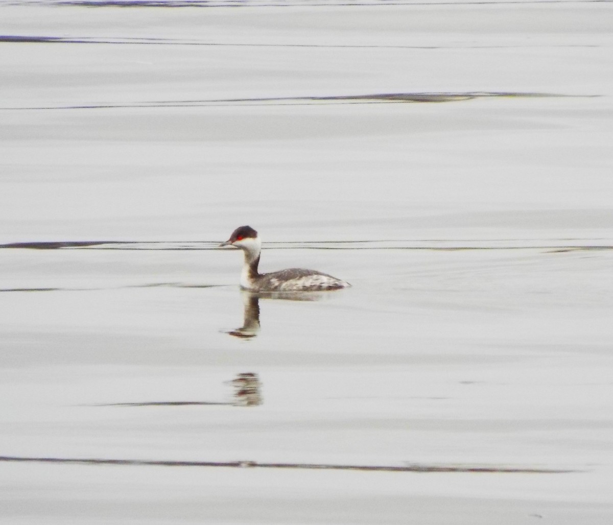 Horned Grebe - ML614199805