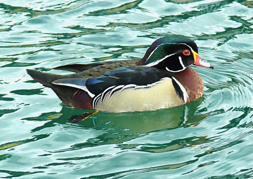 Wood Duck - ML614199821