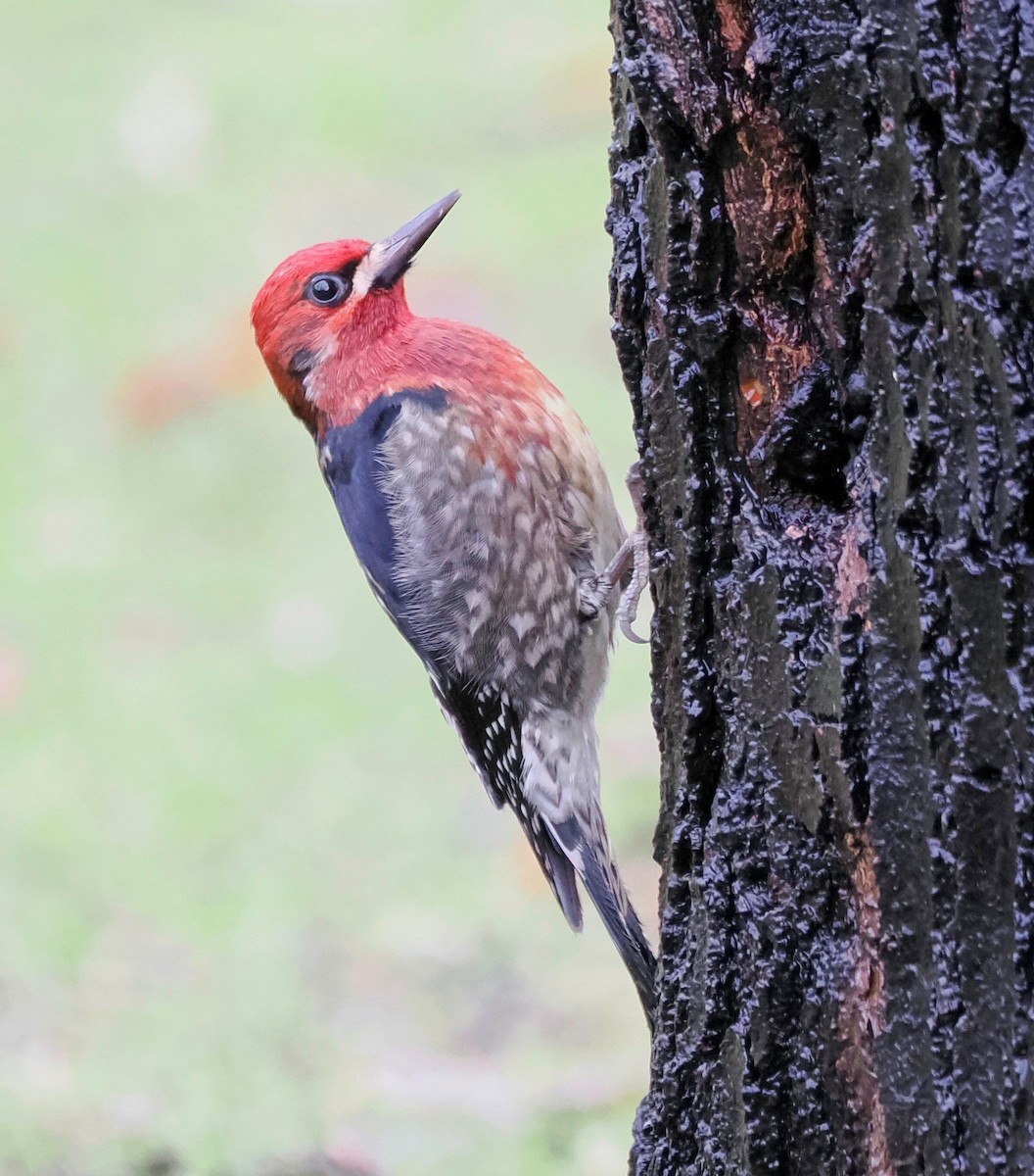 Red-breasted Sapsucker - Conrad Dark