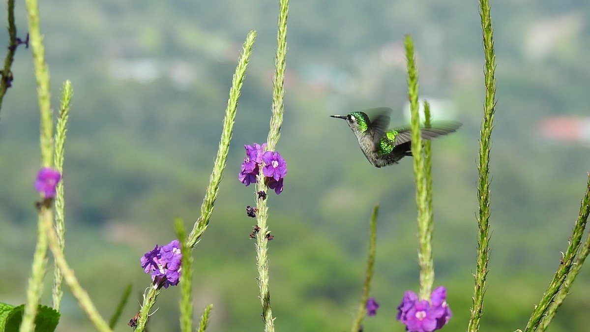 Violet-headed Hummingbird - ML614199894